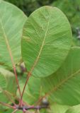 Cotinus coggygria