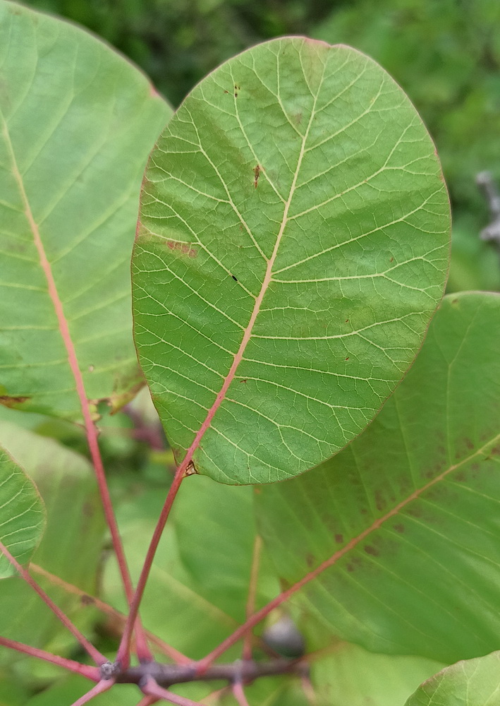 Image of Cotinus coggygria specimen.