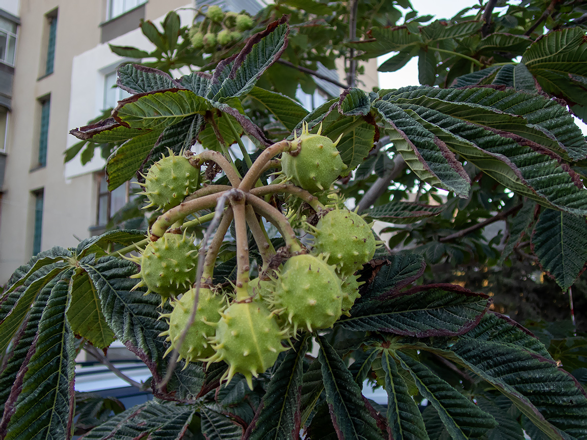Изображение особи Aesculus hippocastanum.