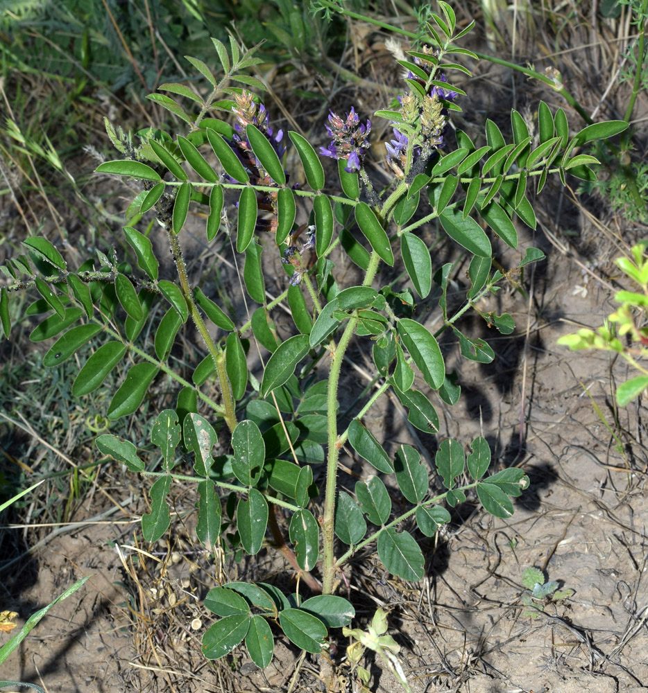 Image of Glycyrrhiza nadezhinae specimen.