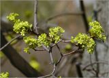 Acer platanoides