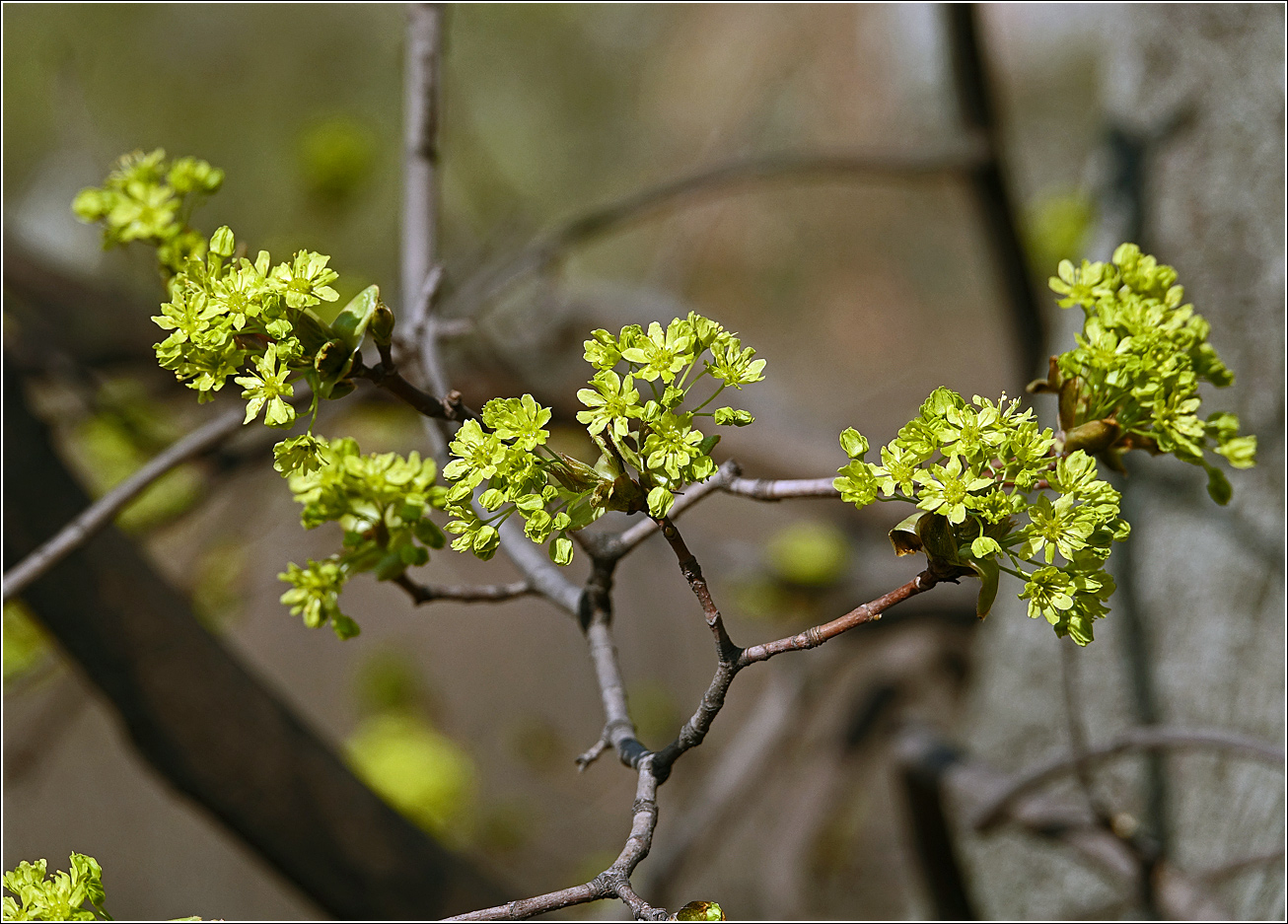 Image of Acer platanoides specimen.