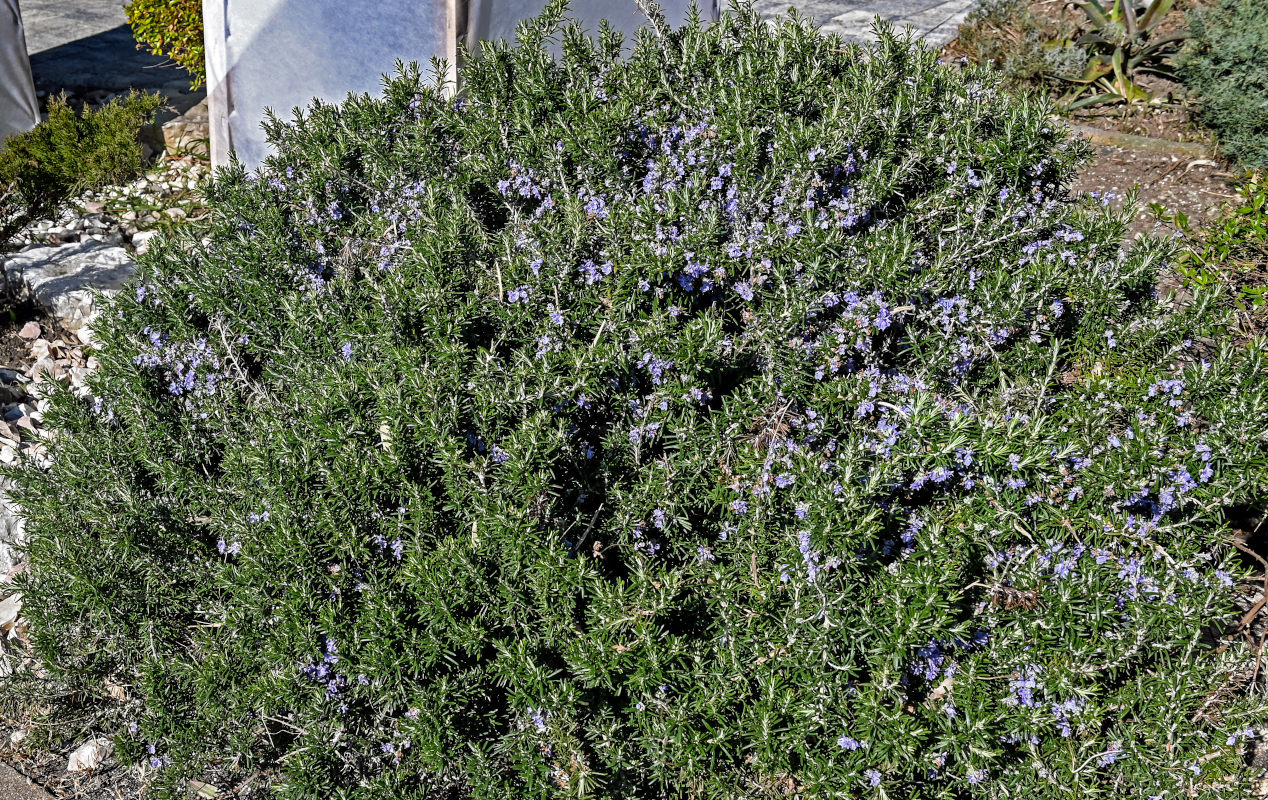 Image of Rosmarinus officinalis specimen.