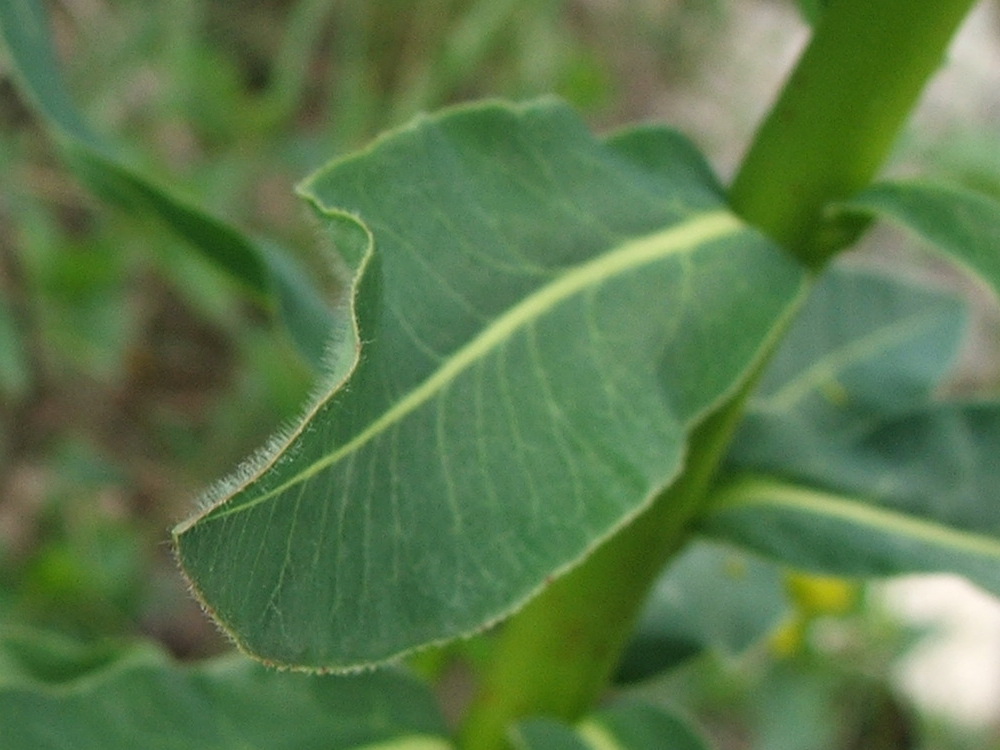 Изображение особи Euphorbia tauricola.