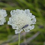 Scabiosa ochroleuca