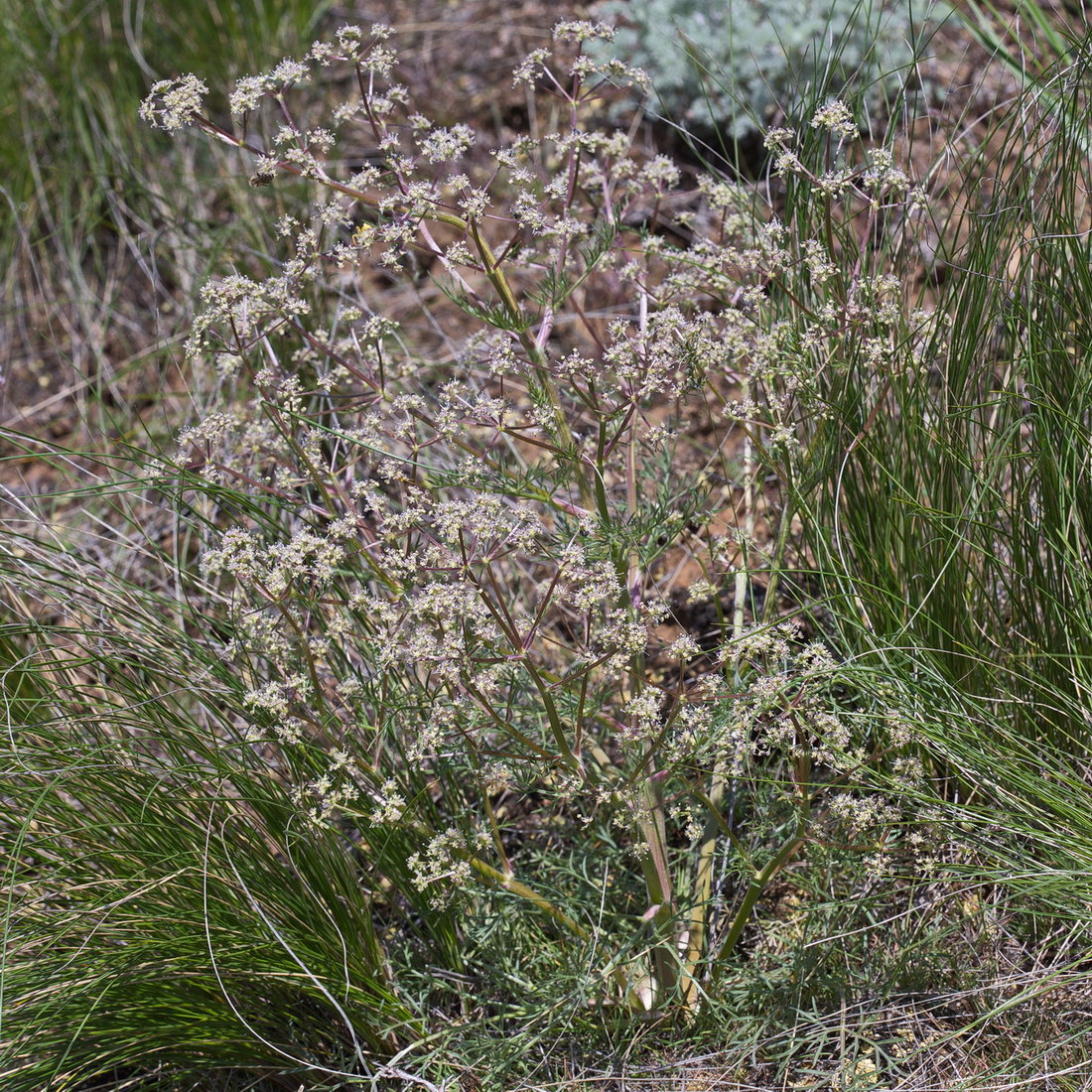 Image of genus Trinia specimen.
