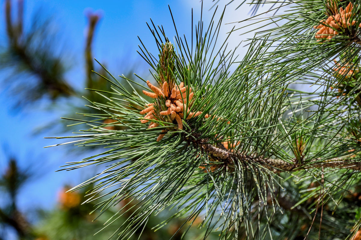 Image of Pinus taiwanensis specimen.
