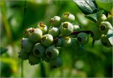 Vaccinium corymbosum. Соплодие с незрелыми плодами. Московская обл., Раменский р-н, окр. дер. Хрипань, садовый участок. 13.07.2025.