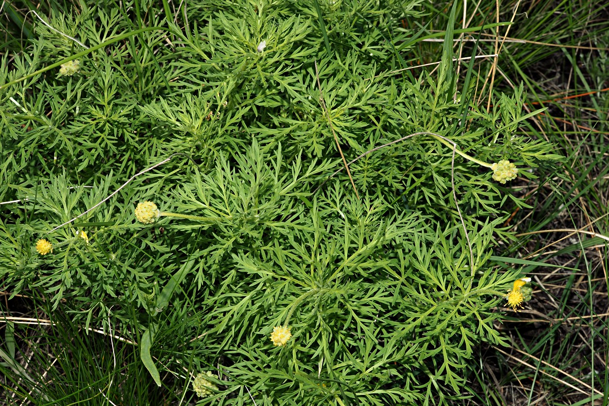 Image of Adonis volgensis specimen.