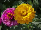 Zinnia elegans