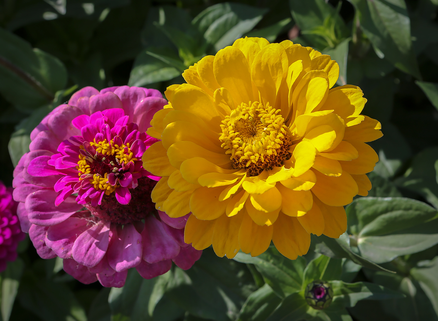 Изображение особи Zinnia elegans.