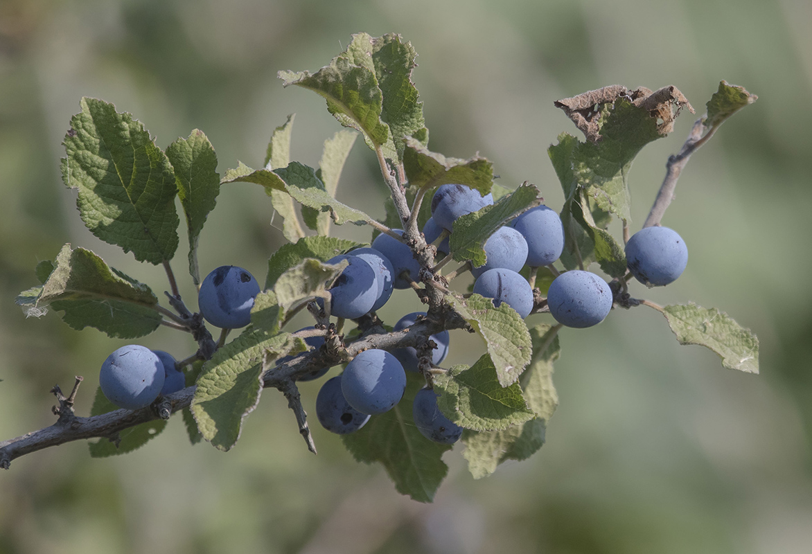 Изображение особи Prunus stepposa.