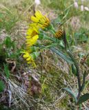 Tephroseris integrifolia