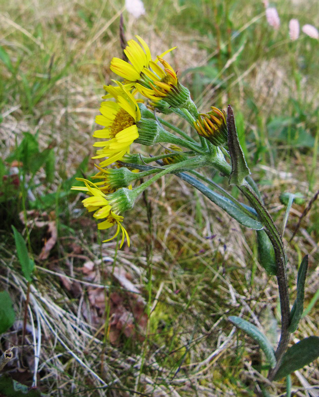 Изображение особи Tephroseris integrifolia.