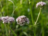 Valeriana wolgensis. Часть соцветия с жуком. Башкортостан, Кугарчинский р-н, окр. дер. Мурадымово, природный парк \"Мурадымовское ущелье\", разнотравный луг. 30 мая 2024 г.