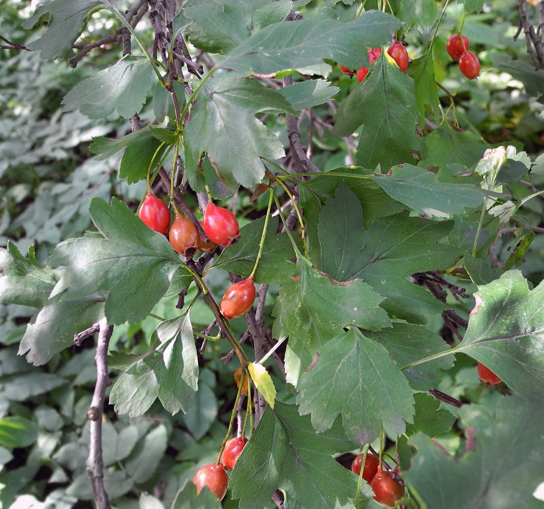 Image of Crataegus turcomanica specimen.