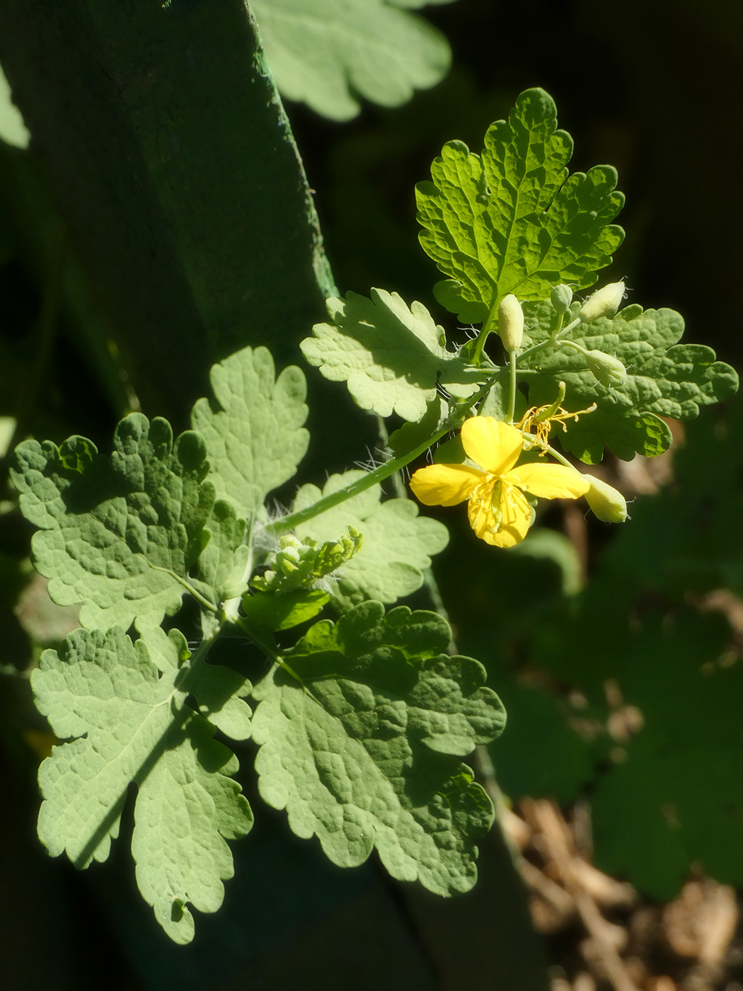 Image of Chelidonium majus specimen.