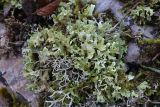 Cladonia foliacea