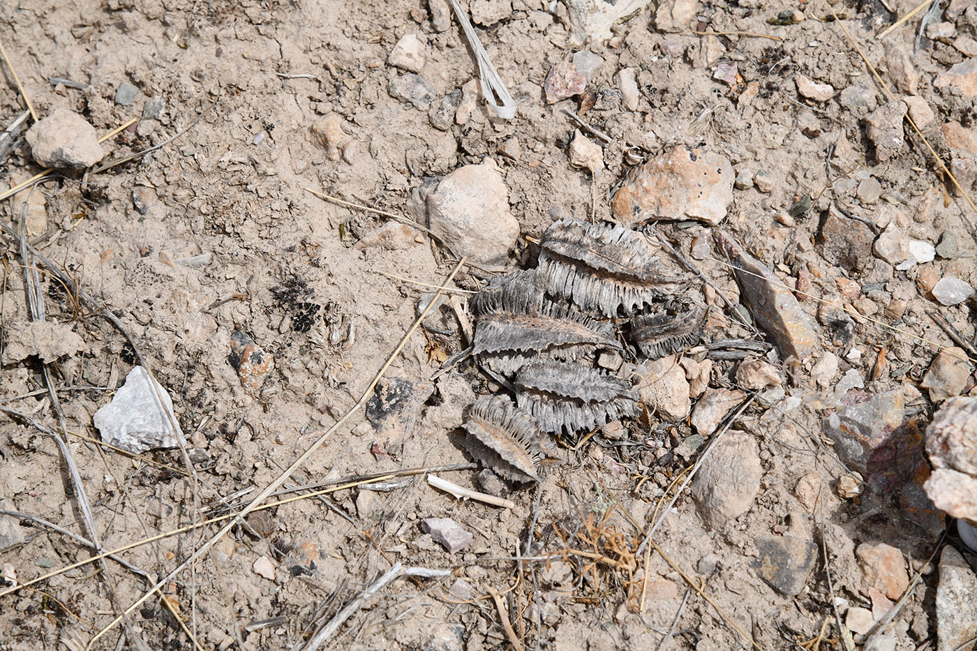 Изображение особи Niedzwedzkia semiretschenskia.