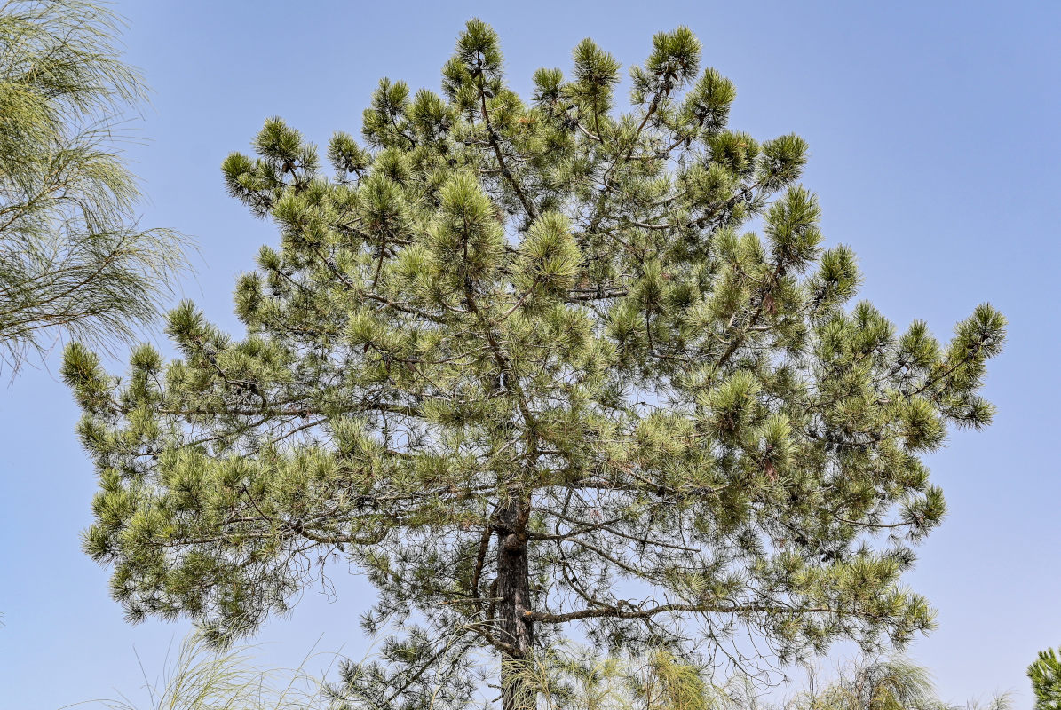 Изображение особи Pinus pinaster.