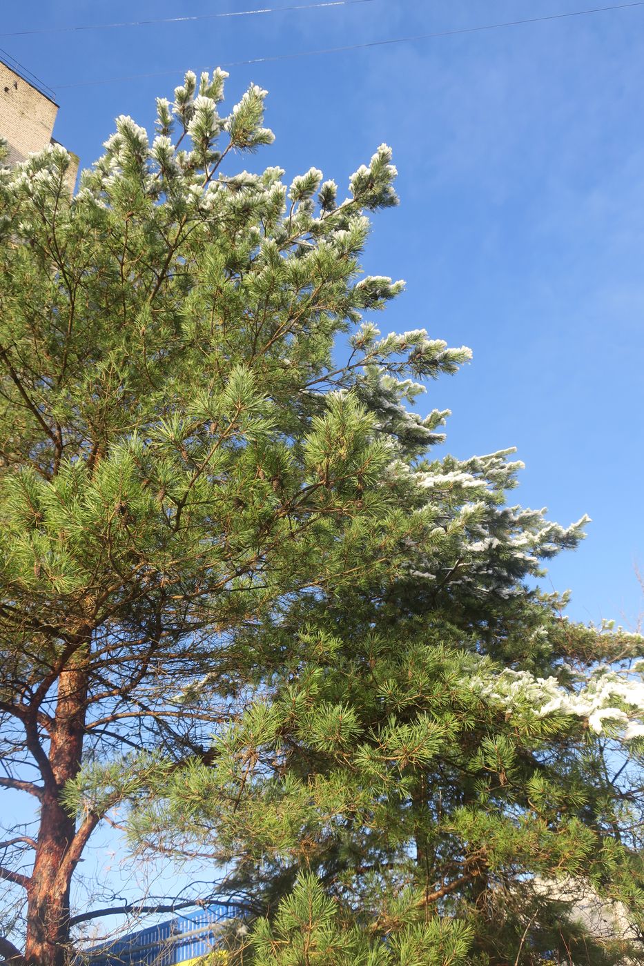 Image of Pinus sylvestris specimen.
