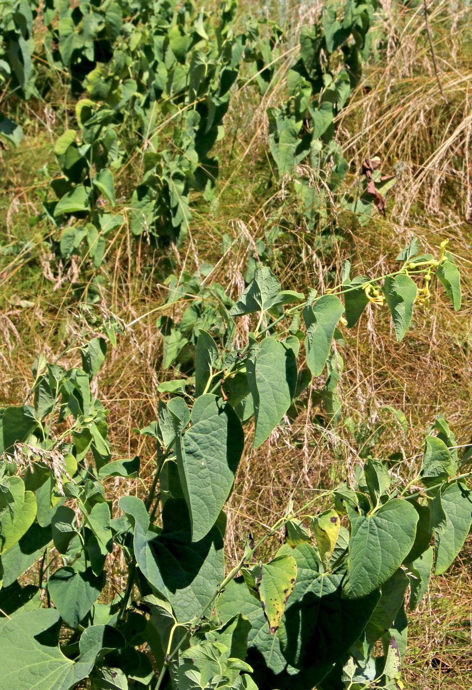 Image of Aristolochia clematitis specimen.