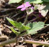 Erodium malacoides. Боковая веточка с соцветием. Израиль, г. Кармиэль, газон в городском парке. 13.02.2011.