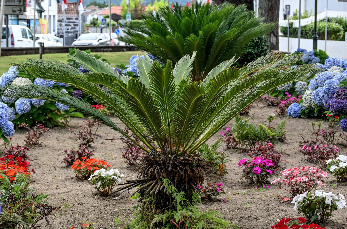 Изображение особи Cycas revoluta.