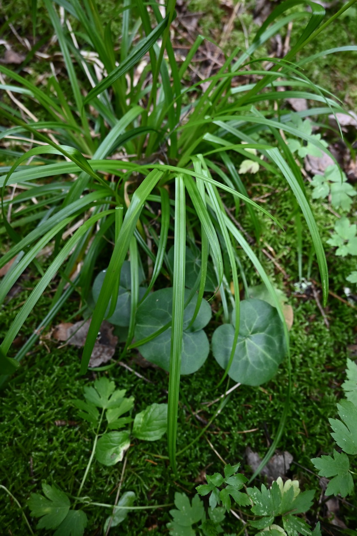 Image of Carex sylvatica specimen.