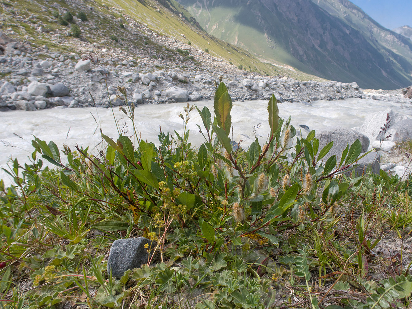 Изображение особи род Salix.