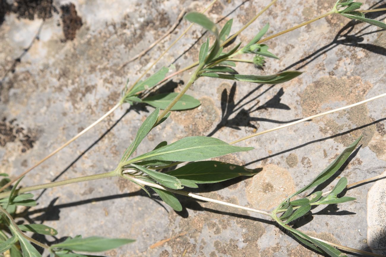 Image of Unknown species specimen.