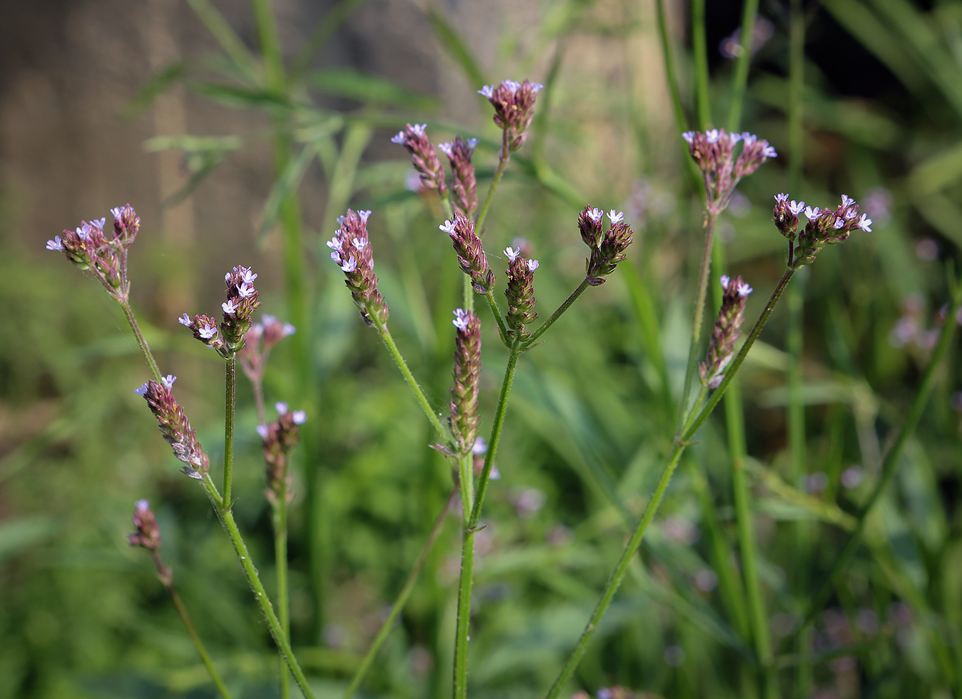 Изображение особи Verbena brasiliensis.