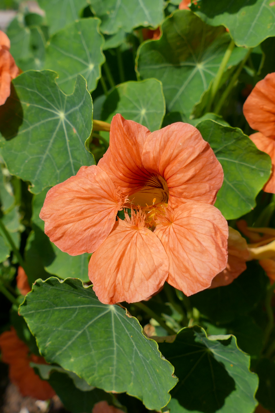 Image of Tropaeolum majus specimen.