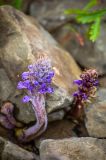 Orobanche coerulescens. Молодое цветущее растение между камней. Приморский край, о. Русский, п-ов Кондратенко. 25.06.2014.