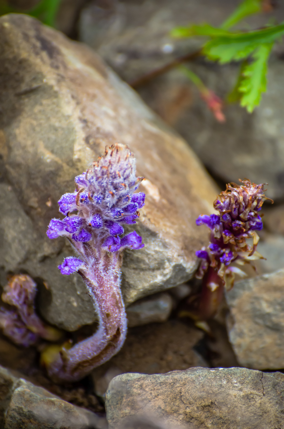 Изображение особи Orobanche coerulescens.