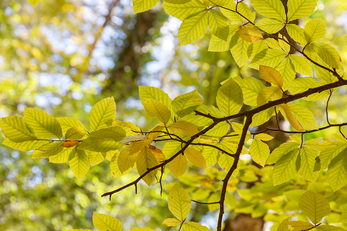 Изображение особи Fagus × taurica.