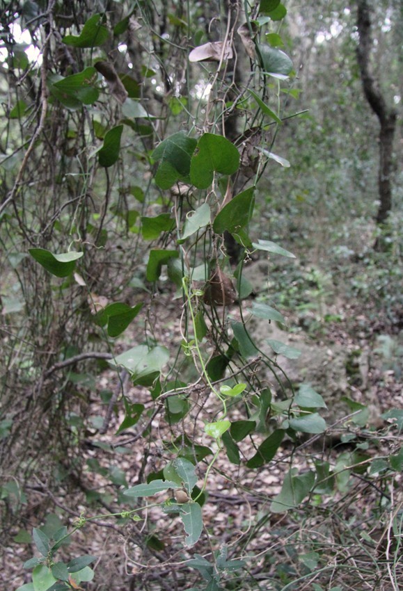 Image of Smilax aspera specimen.