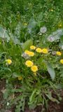 Taraxacum officinale
