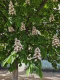 Aesculus hippocastanum. Часть кроны цветущего растения. Волгоград, бул. Энгельса 36, озеленение. 15.05.2026.