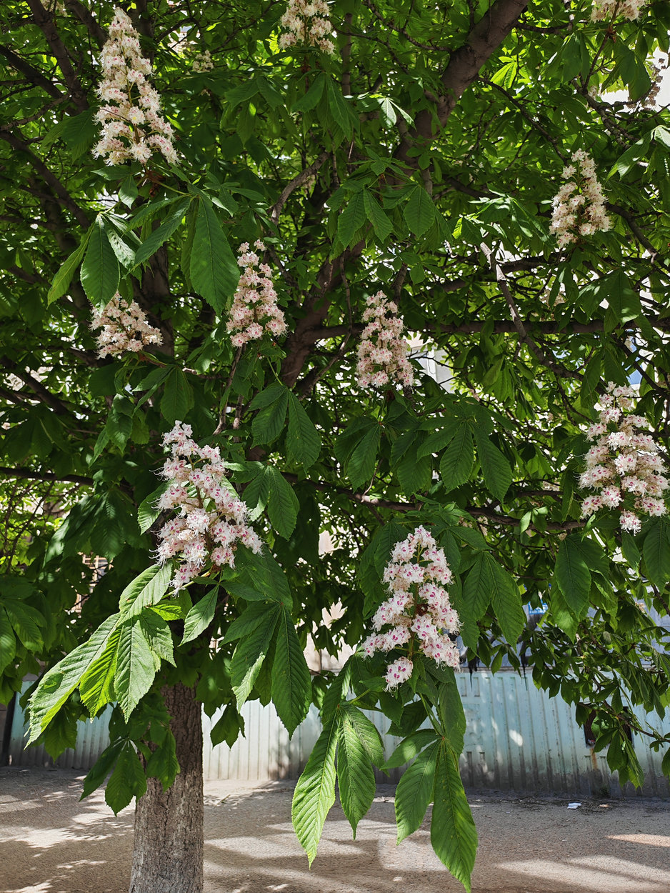 Изображение особи Aesculus hippocastanum.