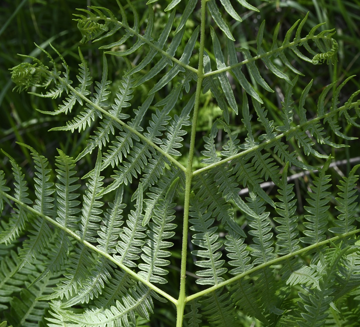 Image of Pteridium aquilinum ssp. pubescens specimen.