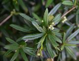 genus Berberis. Верхушка ветви с незрелыми плодами. Грузия, г. Тбилиси, Старый Тбилиси. 5 июня 2026 г.