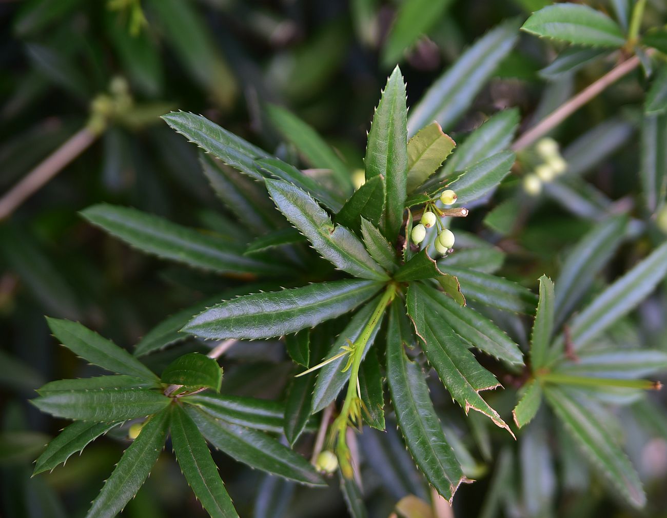Image of genus Berberis specimen.