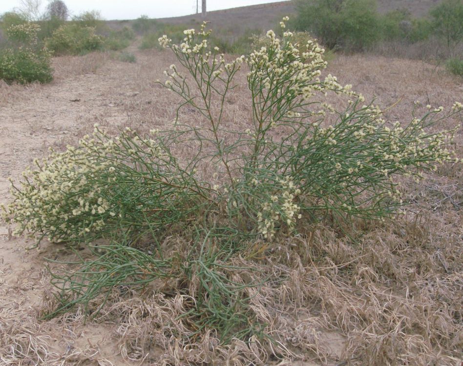 Изображение особи Anabasis aphylla.