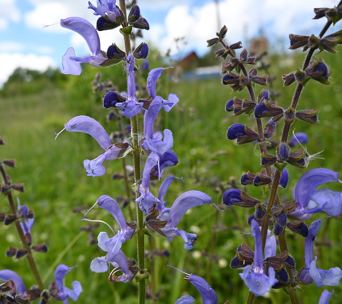 Изображение особи Salvia pratensis.