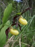 Cypripedium calceolus. Цветки. Ленинградская обл., Ломоносовский р-н, окр. пос. Глядино, сырой луг на известняке. 7 июня 2026 г.