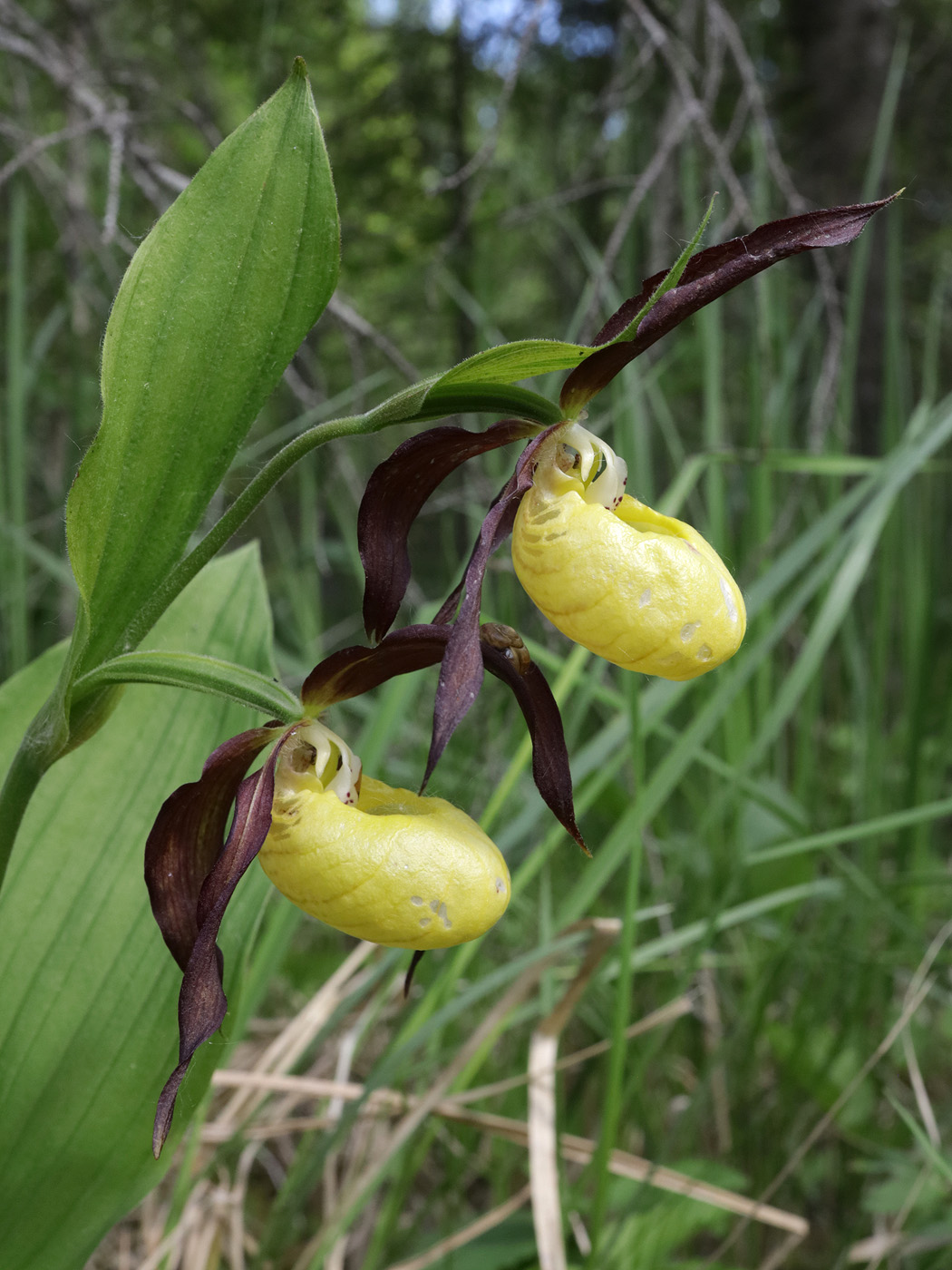 Image of Cypripedium calceolus specimen.