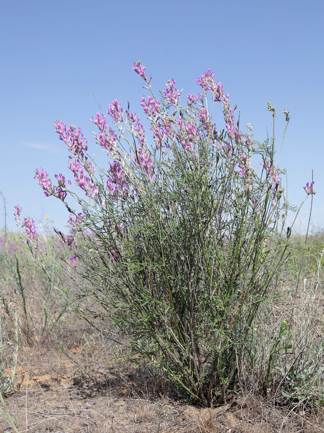 Image of Astragalus varius specimen.