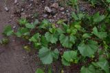 род Vitis