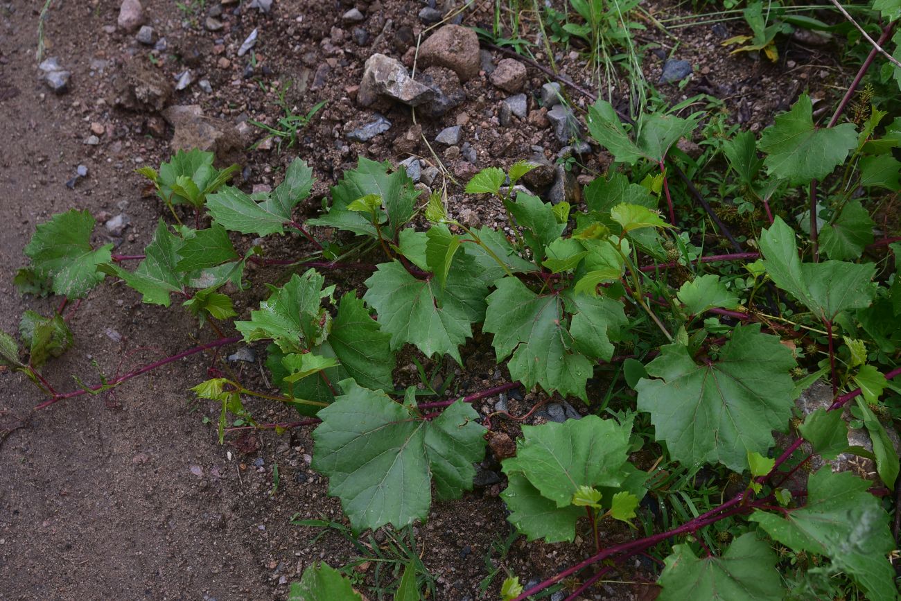 Изображение особи род Vitis.